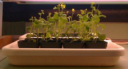 Brassica rapa plant experiment