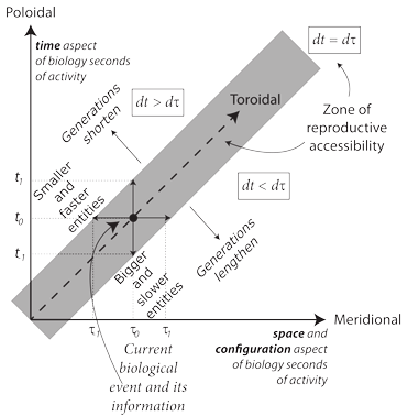 a zone of reproductive accessibility